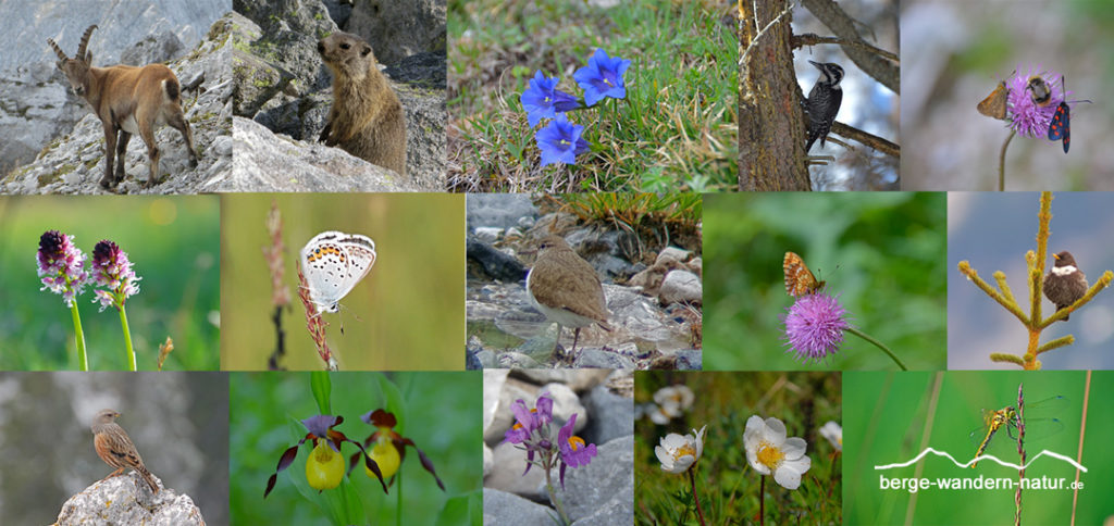 Flora und Fauna im Naturpark Karwendel