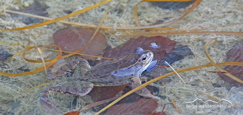 geführte Schneeschuhwanderungen im Naturpark Karwendel