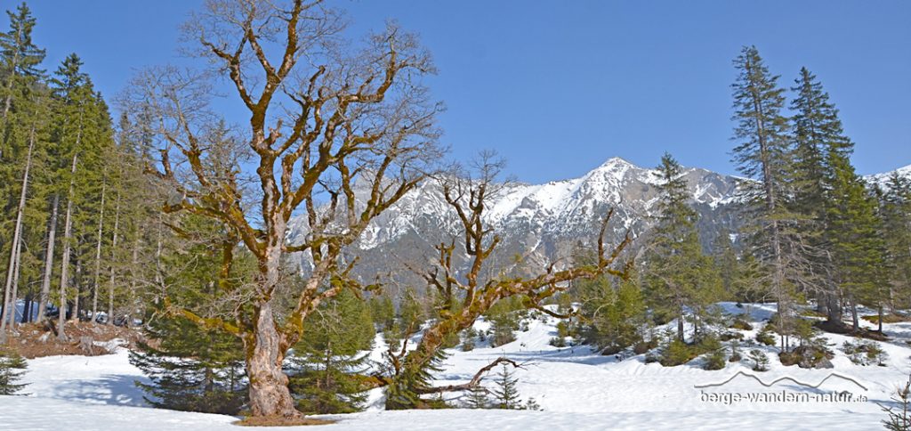 geführte Schneeschuhwanderungen im Naturpark Karwendel