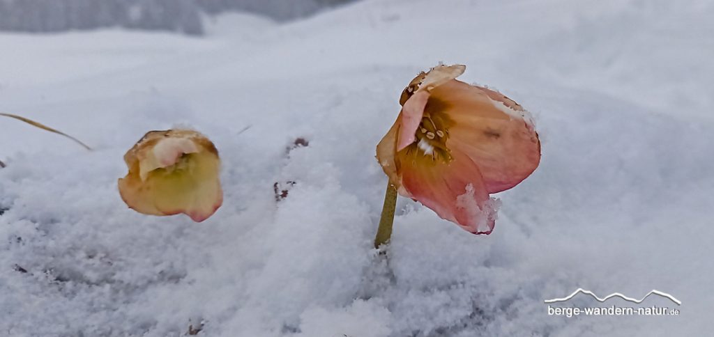 geführtes Schneeschuhwochenende in den Kitzbühler Alpen Tirol