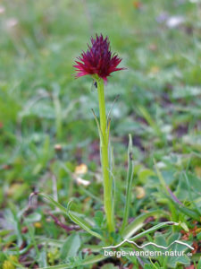 orchideenwanderung Kohlröschen