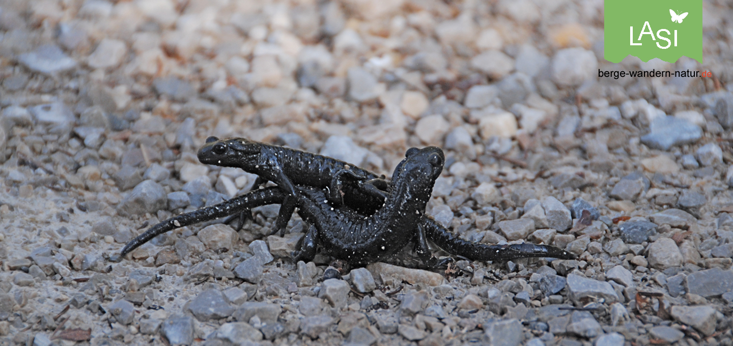 Amphibien im Karwendel