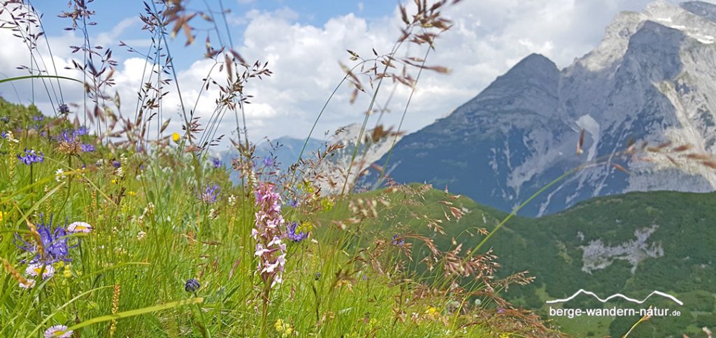 geführte Alpen-Kräuterwanderung Bad Tölz, Lenggries Karwendel