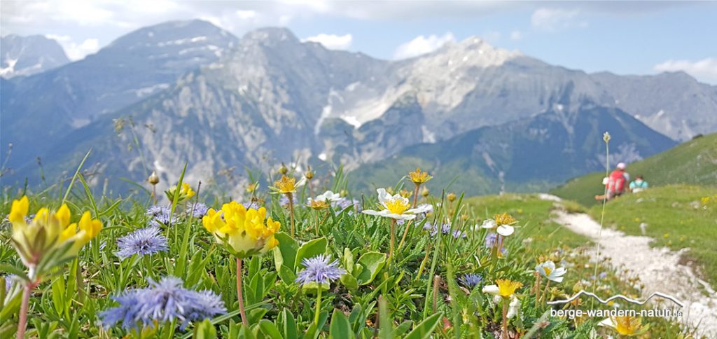 geführte Alpen-Kräuterwanderung Bad Tölz, Lenggries Karwendel