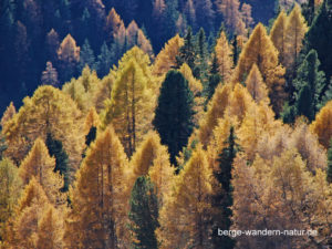 Lärchenwald in Herbstfärbung