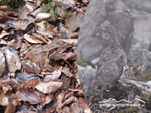 bergwandern-fuer-naturbeobachter