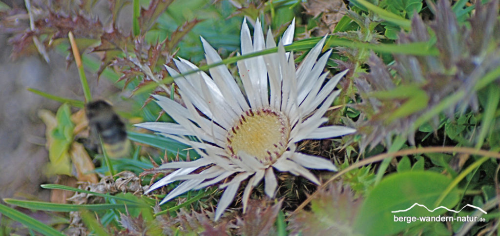 Silberdistel
