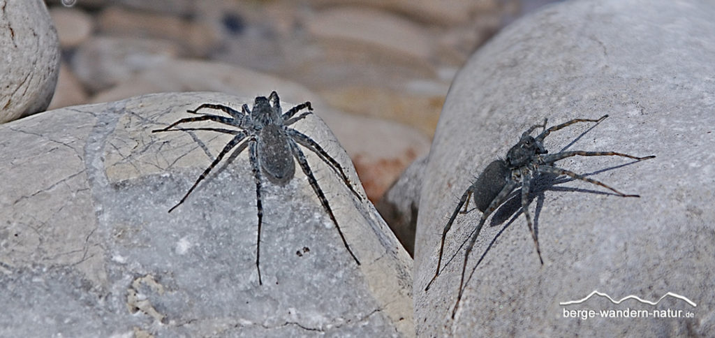 naturbeobachtung-welche-spinne-ist-das