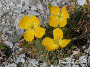 quer-durch-die-alpen-wandern