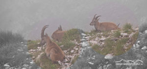Bergwanderung zu den Steinböcken