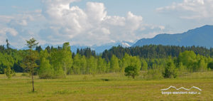 naturbeobachtung-ellbach-moor