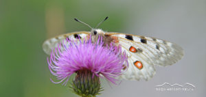 roter apollo falter
