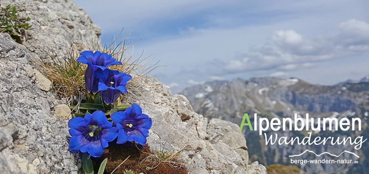 blumen-im-naturpark-karwendel