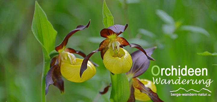 gefuehrte-orchideen-wanderung