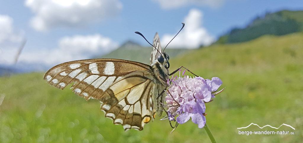 Schmetterling auf Karbblütler