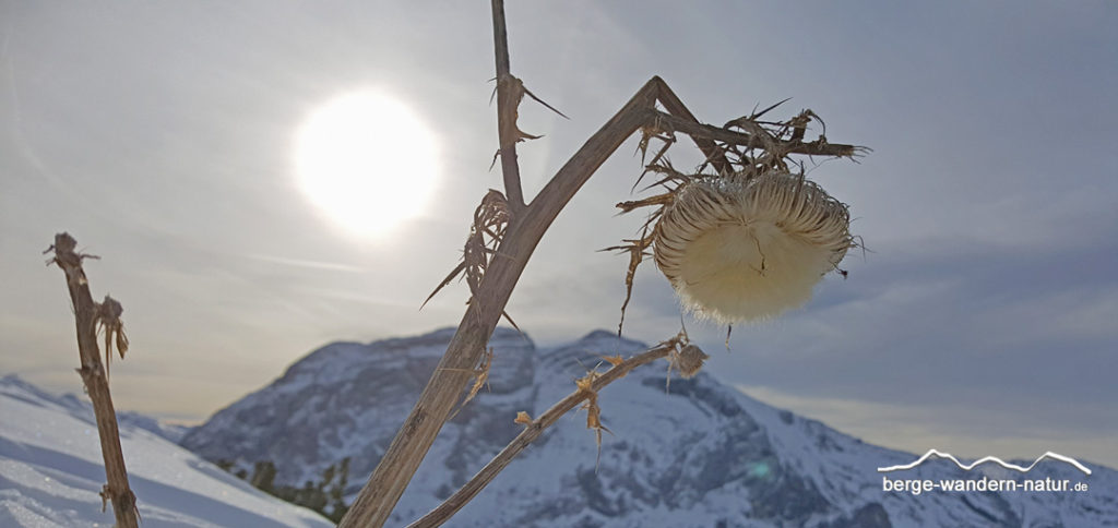 Fruchtstand der wolligenn Kratzdistel vor Guffertspitze