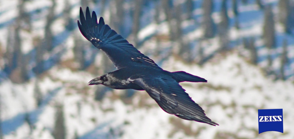 Alpen-Kolkrabe im Flug