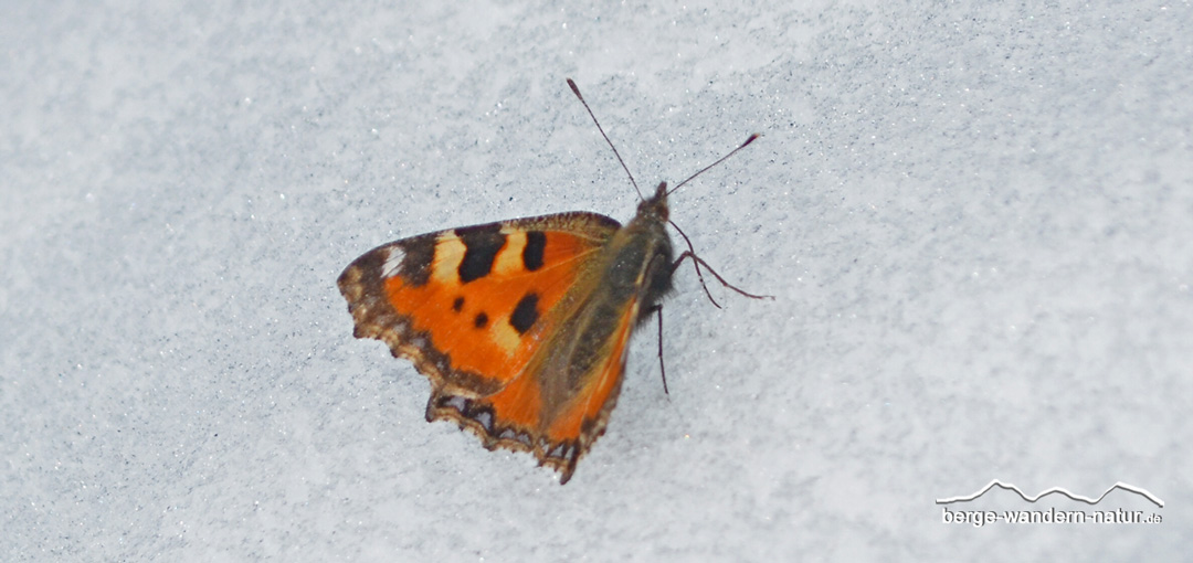 schmetterling-im-winter • Berge-Wandern-Natur.de