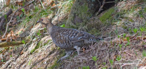 alpenflora und fauna im fruehling