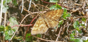 alpenflora und fauna im fruehling