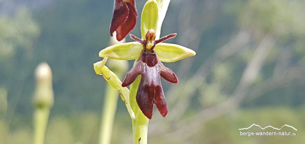 Fliegenragwurz Orchidee