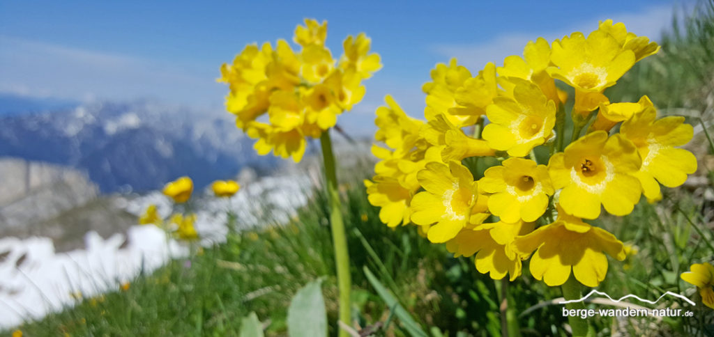 Alpenblumen Aurikel