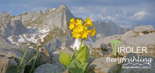 gefuehrte wanderungen Wilder Kaiser