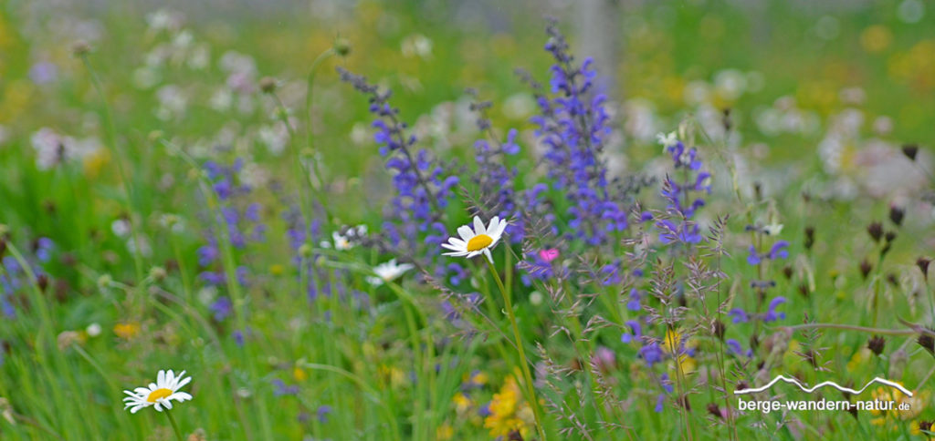 Blumenwiesen in Scharnitz Karwendeltäler