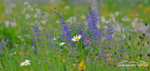 wildbienen nisthilfe bauen