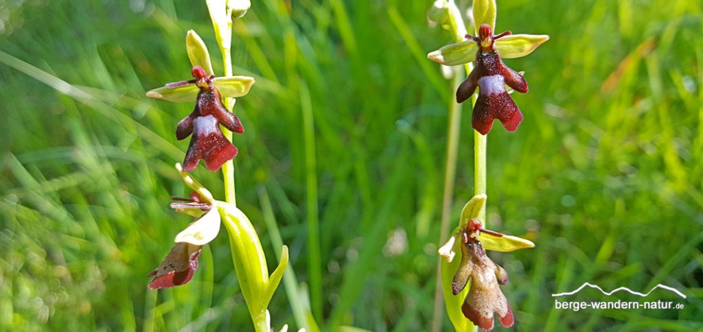 Fliegenragwurz sexualtäuschblume