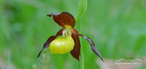 orchideen im gebirge