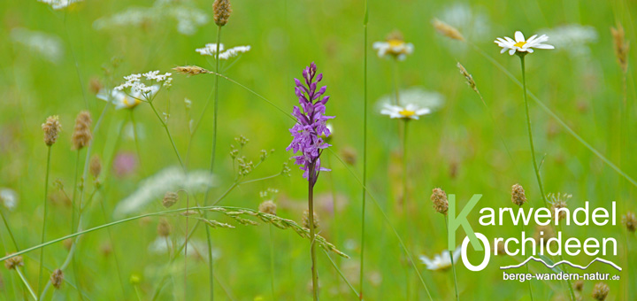 orchideen im gebirge