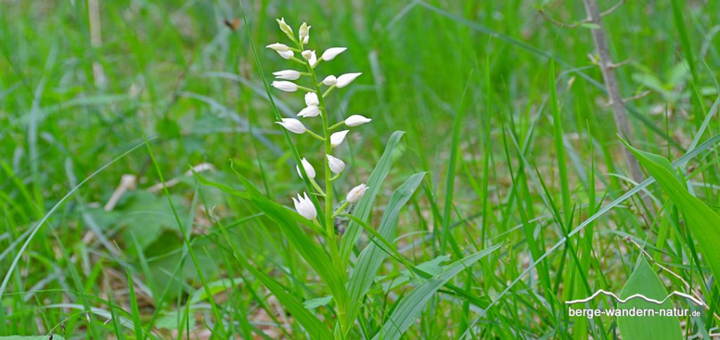 schwertblättriges Waldvögelein