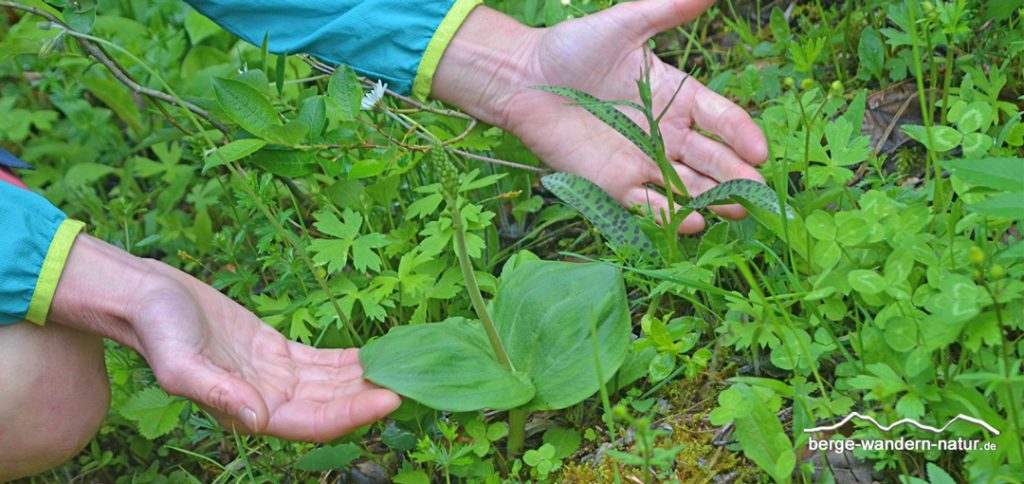 großes Zweiblatt und Fuchs-Fingerkraut