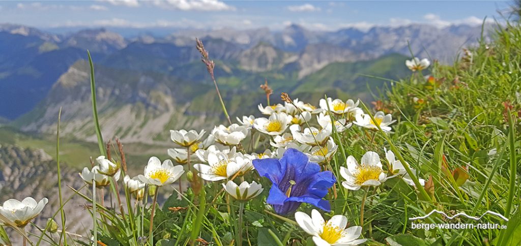 Alpenflora im Frühling bei geführter Tour im Tiroler Unterland