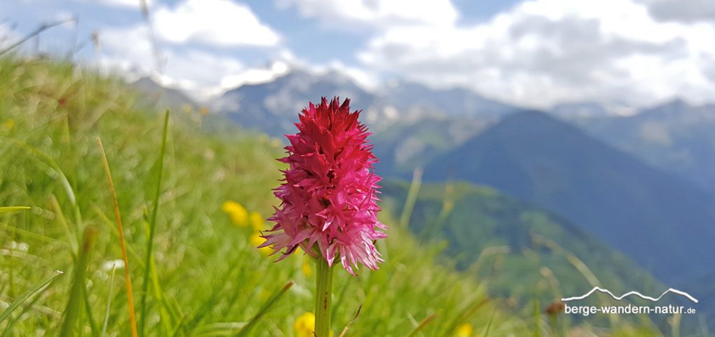 rotes Kohlröschen eine Seltenheit