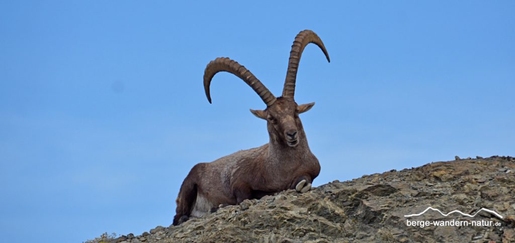 Alpensteinbock