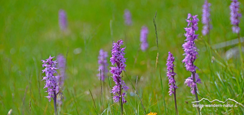Orchideen im Karwendel