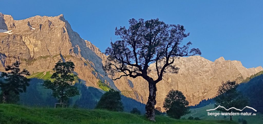 großer Ahornboden