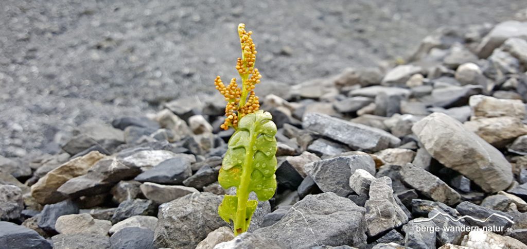 Mondraute Engadindurchquerung