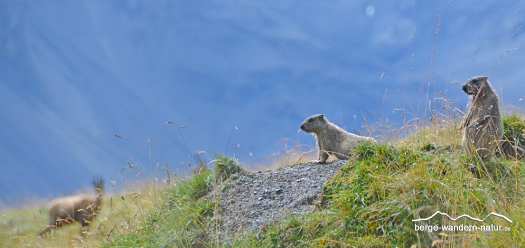 Murmeltiere im Schweizer Nationalpark