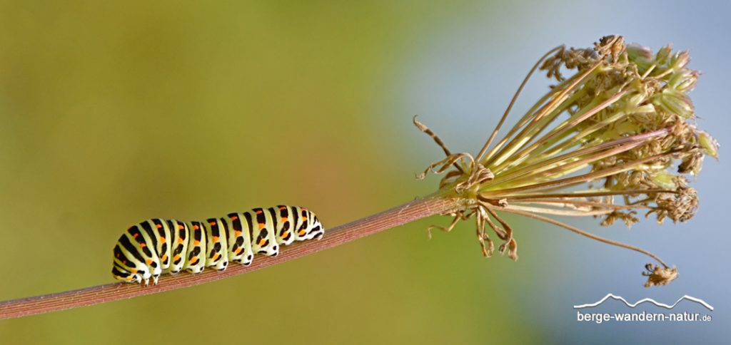 Raupe von Schwalbenschwanz