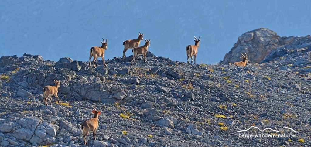 Wanderungen durch den Schweizer Nationalpark
