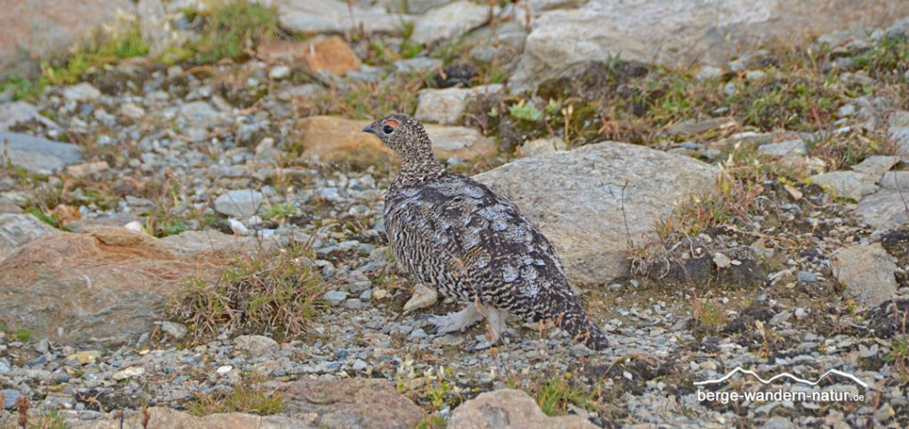 Alpenschneehuhn im Schweizer Nationalpark