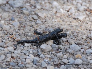 Alpensalamander im Karwendel   