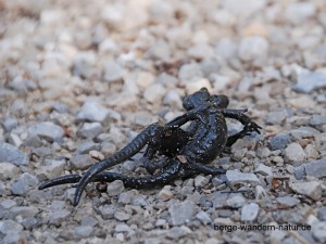  Alpensalamander im Karwendel   