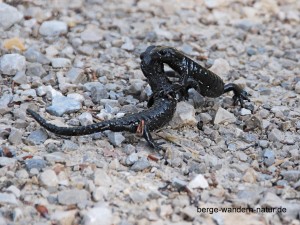 Alpensalamander im Karwendel   