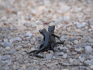 Alpensalamander im Karwendel   