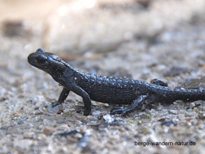  Alpensalamander im Karwendel   