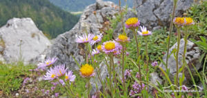 Alpenblumen-Wanderung